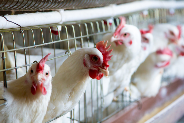 Poultry Business Insurance